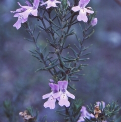 Westringia eremicola (Slender Western Rosemary) at Bungonia National Park - 31 Aug 1998 by BettyDonWood