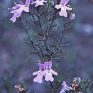 Westringia eremicola at Bungonia National Park - 1 Sep 1998