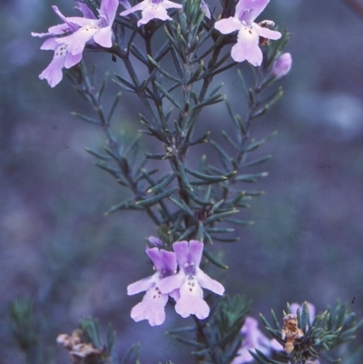 Westringia eremicola (Slender Western Rosemary) at Bungonia National Park - 31 Aug 1998 by BettyDonWood