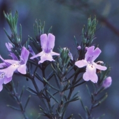 Westringia eremicola at Bungonia National Park - 1 Sep 1998
