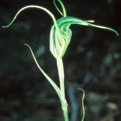 Diplodium laxum (Antelope greenhood) at Bungonia National Park - 30 Apr 1999 by BettyDonWood