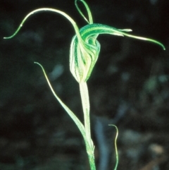 Diplodium laxum (Antelope greenhood) at Bungonia National Park - 30 Apr 1999 by BettyDonWood