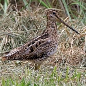 Gallinago hardwickii at Fyshwick, ACT - 21 Dec 2018 11:45 AM