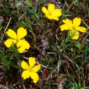 Hibbertia rufa at Bungonia National Park - 11 Nov 1997 12:00 AM