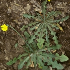 Hypochaeris glabra (Smooth Catsear) at Bungonia National Park - 11 Nov 1997 by BettyDonWood