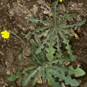 Hypochaeris glabra at Bungonia National Park - 11 Nov 1997 12:00 AM