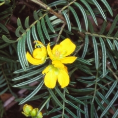 Senna aciphylla (Sprawling Cassia) at Bungonia National Park - 4 Nov 1997 by BettyDonWood