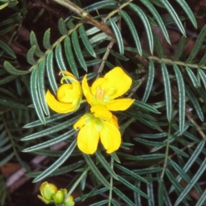 Senna aciphylla at Bungonia National Park - 5 Nov 1997