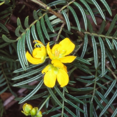 Senna aciphylla (Sprawling Cassia) at Bungonia National Park - 5 Nov 1997 by BettyDonWood