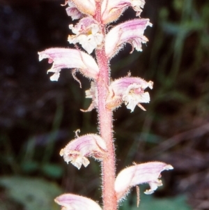 Orobanche minor at Bungonia National Park - 20 Nov 1998