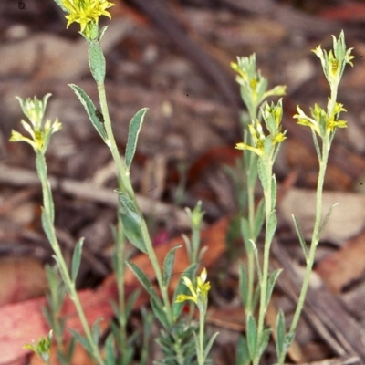 Pimelea curviflora var. sericea (Curved Riceflower) at Bungonia National Park - 5 Nov 1997 by BettyDonWood