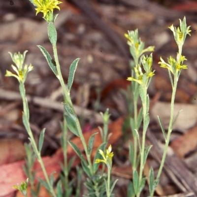 Pimelea curviflora var. sericea (Curved Riceflower) at Bungonia National Park - 4 Nov 1997 by BettyDonWood