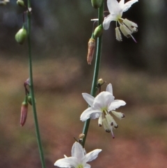 Arthropodium milleflorum (Vanilla Lily) at Bungonia National Park - 1 Jan 1999 by BettyDonWood