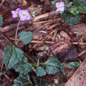 Veronica plebeia at Bungonia National Park - 5 Feb 1998 12:00 AM