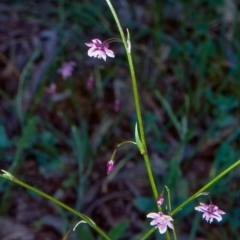 Arthropodium minus (Small Vanilla Lily) at Bungonia National Park - 19 Oct 1998 by BettyDonWood