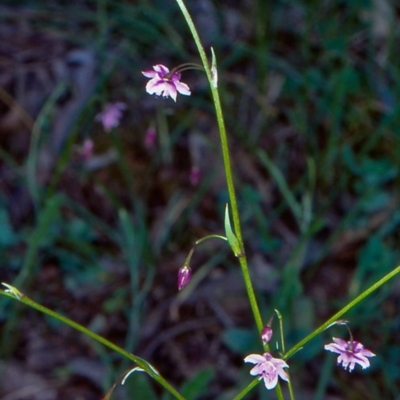 Arthropodium minus (Small Vanilla Lily) at Bungonia National Park - 20 Oct 1998 by BettyDonWood