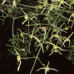 Clematis leptophylla (Small-leaf Clematis, Old Man's Beard) at Bungonia National Park - 1 Sep 1998 by BettyDonWood