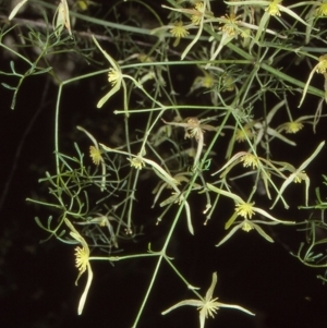 Clematis leptophylla at Bungonia National Park - 1 Sep 1998