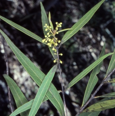 Notelaea neglecta at Bungonia National Park - 31 Aug 1998 by BettyDonWood
