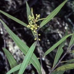 Notelaea neglecta at Bungonia National Park - 31 Aug 1998 by BettyDonWood