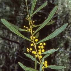 Acacia amoena (Boomerang Wattle) at Bungonia National Park - 1 Sep 1998 by BettyDonWood