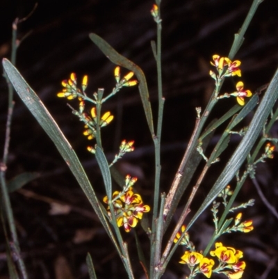 Daviesia leptophylla (Slender Bitter Pea) at Bungonia National Park - 5 Nov 1997 by BettyDonWood