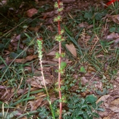 Acaena x ovina (Sheep's Burr) at Bungonia National Park - 5 Nov 1997 by BettyDonWood