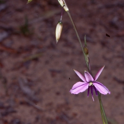 Arthropodium fimbriatum (Nodding Chocolate Lily) at Bungonia National Park - 4 Nov 1997 by BettyDonWood