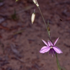Arthropodium fimbriatum (Nodding Chocolate Lily) at Bungonia National Park - 4 Nov 1997 by BettyDonWood