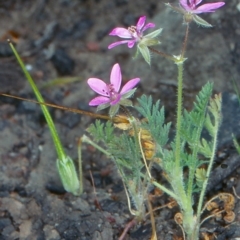 Erodium cicutarium (Common Storksbill, Common Crowfoot) at Bungonia National Park - 5 Nov 1997 by BettyDonWood