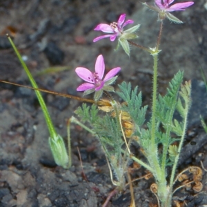 Erodium cicutarium at Bungonia National Park - 5 Nov 1997 12:00 AM