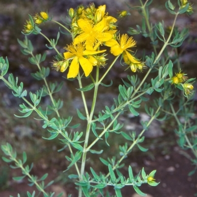 Hypericum perforatum (St John's Wort) at Bungonia National Park - 20 Nov 1998 by BettyDonWood
