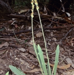 Plantago debilis (Shade Plantain) at Bungonia National Park - 5 Nov 1997 by BettyDonWood