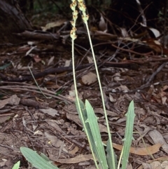 Plantago debilis (Shade Plantain) at Bungonia National Park - 4 Nov 1997 by BettyDonWood