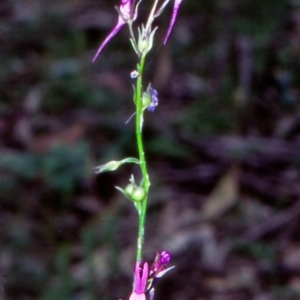 Linaria pelisseriana at Bungonia National Park - 20 Nov 1998