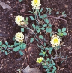 Trifolium campestre (Hop Clover) at Bungonia National Park - 20 Nov 1998 by BettyDonWood