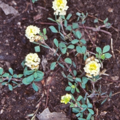 Trifolium campestre (Hop Clover) at Bungonia National Park - 20 Nov 1998 by BettyDonWood