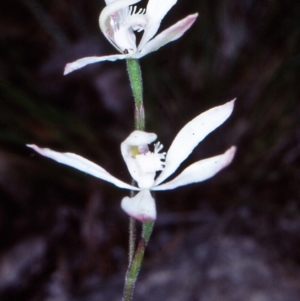 Caladenia dimorpha at Bungonia National Park - 20 Oct 1998