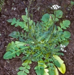 Capsella bursa-pastoris (Shepherd's Purse) at Bungonia National Park - 31 Aug 1998 by BettyDonWood