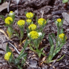 Triptilodiscus pygmaeus (Annual Daisy) at Bungonia National Park - 20 Oct 1998 by BettyDonWood