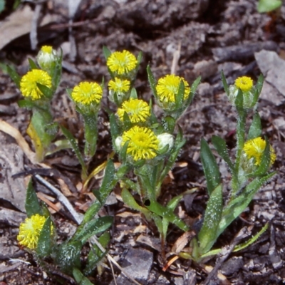 Triptilodiscus pygmaeus (Annual Daisy) at Bungonia National Park - 20 Oct 1998 by BettyDonWood