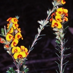 Dillwynia sericea at Bungonia, NSW - 5 Nov 1997