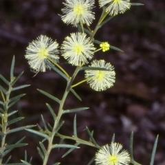 Acacia genistifolia (Early Wattle) at Bungonia State Conservation Area - 30 Jun 1998 by BettyDonWood