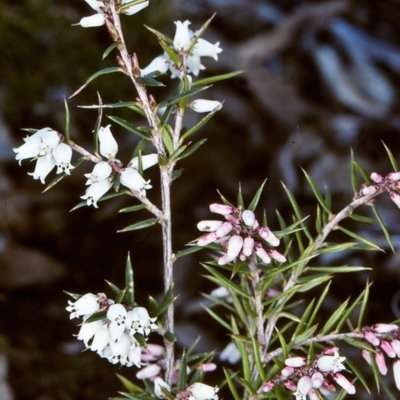 Lissanthe strigosa subsp. subulata (Peach Heath) at Bungonia State Conservation Area - 31 Aug 1998 by BettyDonWood