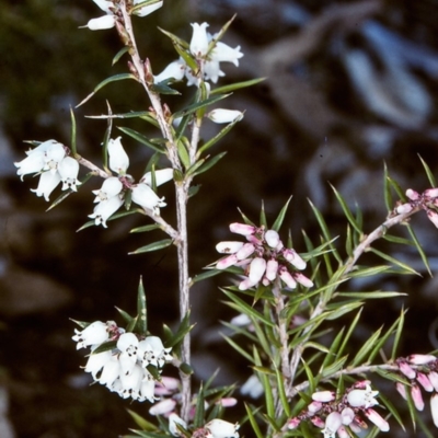 Lissanthe strigosa subsp. subulata (Peach Heath) at Bungonia State Conservation Area - 1 Sep 1998 by BettyDonWood