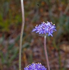 Brunonia australis (Blue Pincushion) at Bookham, NSW - 16 Nov 2001 by BettyDonWood