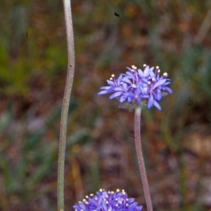 Brunonia australis at Bookham, NSW - 16 Nov 2001