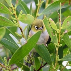 Zosterops lateralis (Silvereye) at Cuttagee, NSW - 16 Jul 2018 by RossMannell