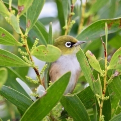 Zosterops lateralis at Cuttagee, NSW - 16 Jul 2018