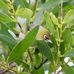 Zosterops lateralis at Cuttagee, NSW - 16 Jul 2018